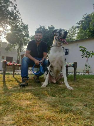 best dog boarding kennels near me