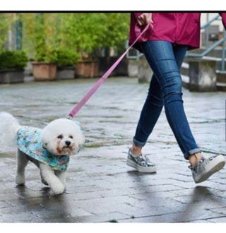 Dog Walking Best Puppy Daycare Hotel Best Animal Boarding Near Me - Main Image