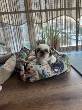 Pelinucar, Pet Walker in Roma