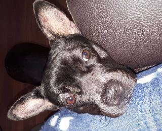 top rated pet boarding near me