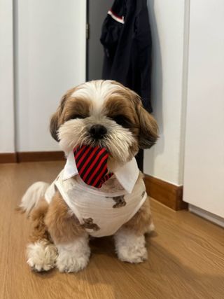 Pet Daycare in Serangoon Woof Wag Care PetBacker Singapore