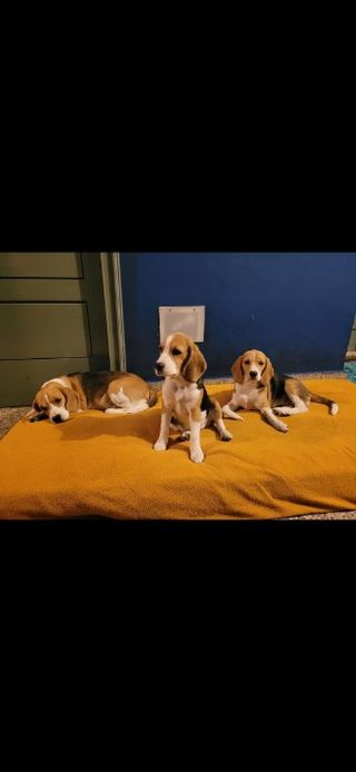 Pet Daycare in Malleswaram, Rajajin, Bengaluru Furry Haven