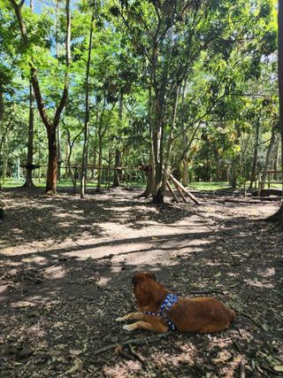 Walking Trails Shaded Dog Walks Near Me Dog Walking In Avenida