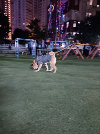 Happy Dogs Evening Dog Walker Dog Walking In Kukatpally, KPHB, Ni