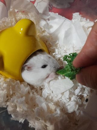 Pet Hotel Home Pet Boarding in Woodlands Avenue 2, Woodlands