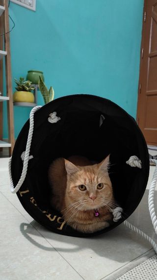 Pet Hotel Home Pet Boarding in Sector 23A, near Nor, Gurugram