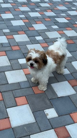 Dog Walking in Saibaba colony Coi, Coimbatore Dog Walking