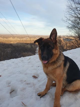 Dog Walking in Kausala, Kouvola, La, Porvoo Porvoo Dog Walking