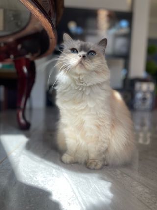 Pet Sitter in Durban Verulam Taskeen's Cat Sitting Services