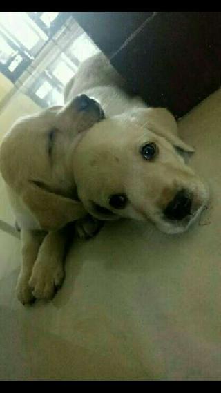 Pet Hotel Home Pet Boarding in Sholinganallur, Chennai Happy - Main Image