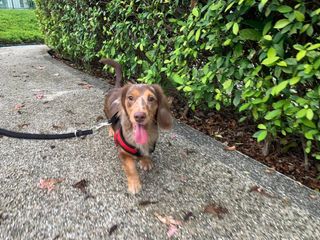 Diy Dachshund Boarding Near Me Dog Hotel Home Pet Boarding In