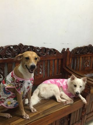 Pet Boarding Pet Palace Near Me Pet Hotel Home Pet Boarding In