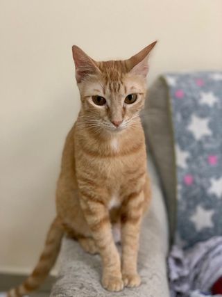 Pet Taxi Transport in Ajman, sharjah Dub, Ajman Pet Taxi