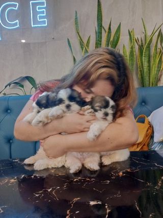 Florida, Pet Boarder in Calamba