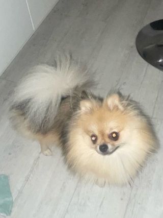 Pet Hotel Home Pet Boarding in At the moment Spain Ayamonte