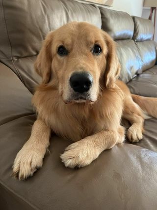 Pet Hotel Home Pet Boarding in Golf course road Hyderabad Pet