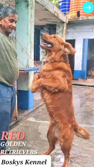 Pet Paradise Resort Pet Starz Resort And Pet Spa Dog Walkers Large