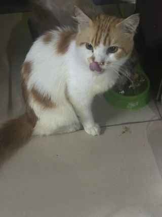 Pet Taxi Transport in Near hospital ampang, Kuala Lumpur Ampang