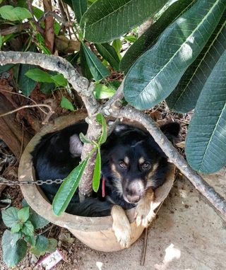 Pet Hotel Home Pet Boarding in Bangalore Bengaluru Dog