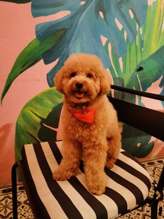 Konnie, Pet Sitter in KL