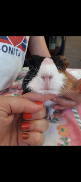 Guinea Pig Boarding Small Pet Boarding Near Me Pet Sitter Guinea