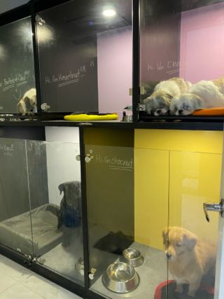 Pet Hotel Home Pet Boarding in Pin Barks nd Bounds Meycauayan