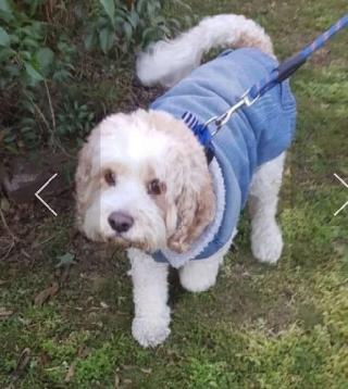 Pet Boarding in Sydney Inner west Balmain East Amy's Balmain