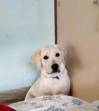 Dog Hotel Home Pet Boarding in near dumdum airport, Kolkata