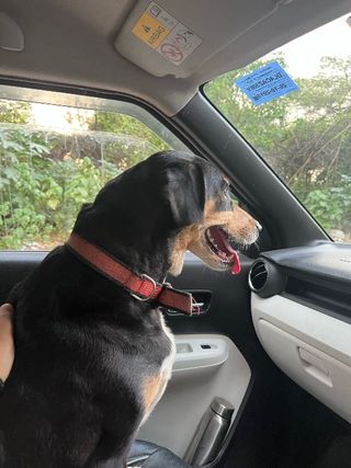 Tikkis Dog Walking Service