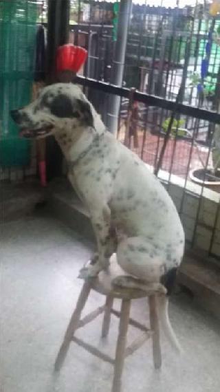 Pet Training in KL Maniam Dog Service PetBacker Kuala Lumpur