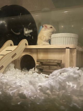 Pet Hotel Home Pet Boarding in jalan dato dagang 41, Klang