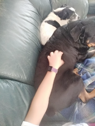 Pet Sitter in Randburg, Sandton, L, Randburg Bordeaux's Barking