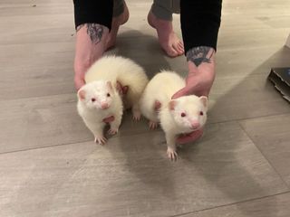 Pet Hotel Home Pet Boarding in Swords Ferret Boarding Swords