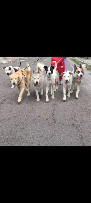MascotaGuardería para mascotas en Parrandadogs se ubic, Quito