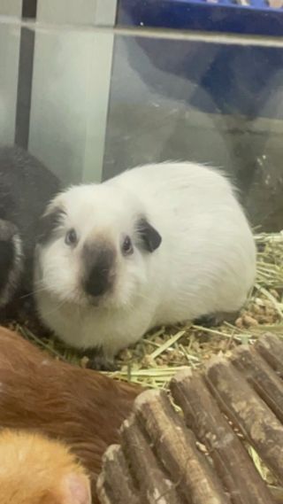 Pet Daycare in Singapore, Woodlands Day Care PetBacker Singapore