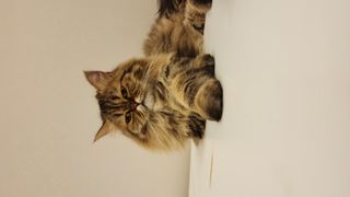 Pet Sitter in Dharat laban Taif st, Riyadh Affordable Cat Care