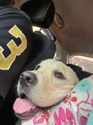 Pet Hotel Home Pet Boarding in Chennai Chennai Ziya Pet