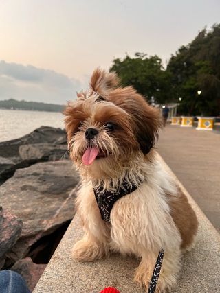 Pet Daycare in Canada bank Betim br, Betim Fur-ever Friends