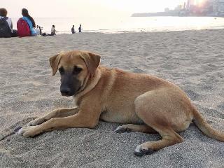 Dog Walking in Lalbaug, Mumbai Unicorn Dog Boarding PetBacker - Main Image