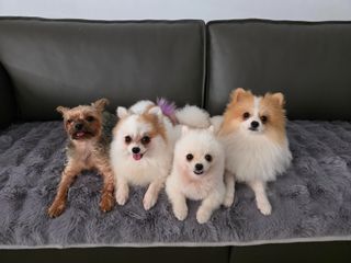 Pet Hotel Home Pet Boarding in #yishun #khatib #sem, Yishun The