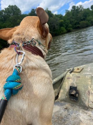 Pet Sitter in Pine Street, West Columbia Josi's Pet Setting