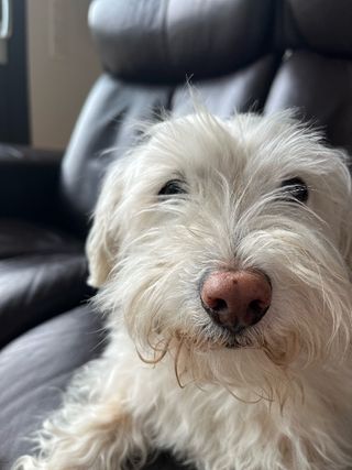 Caro145, Pet Sitter in Rollingen