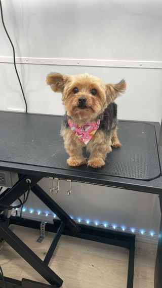 Pet Grooming Small Dog Boarding Near Me Pet Shop Dog Grooming Boarding Near  Me Dog Grooming Dog Boarding