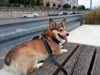 Pembroke Welsh Corgi Service Plan Cute Welsh Corgi Pembroke Puppy