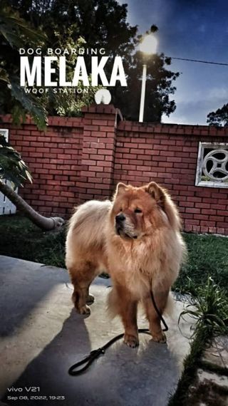 Pet Training in Malacca Woof Training PetBacker Malacca