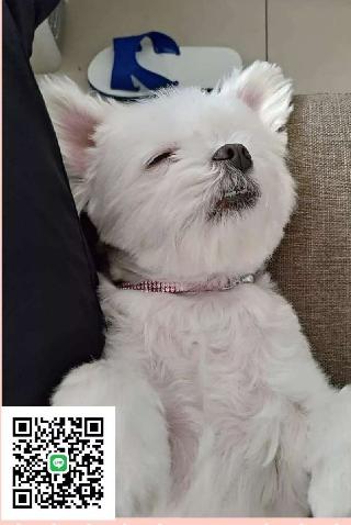 dog walking prices near me