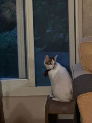 新竹到府照顧貓狗