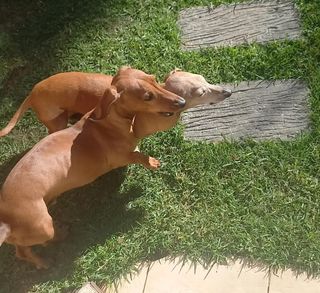 Pet Daycare in Johannesburg Norther, Randburg Lizzy 🐝 🐝 🐝 's