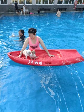 糖媽, Pet Boarder in 桃園區