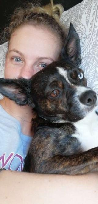 Pet Sitter My Best Friend Doggie Daycare Pet Boarding Skids Run